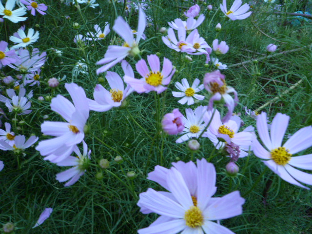 c0074157_22203365.jpg