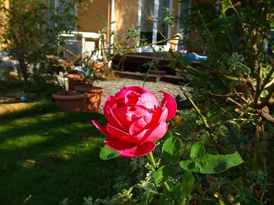 a0104162_1055221.jpg
