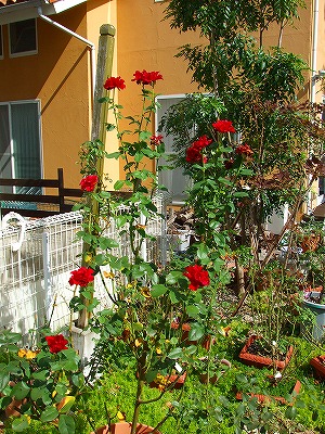 a0104162_1055359.jpg