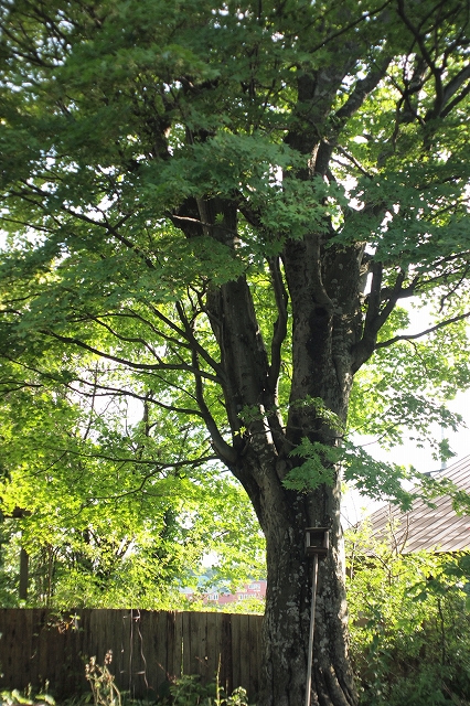 c0202705_1632477.jpg