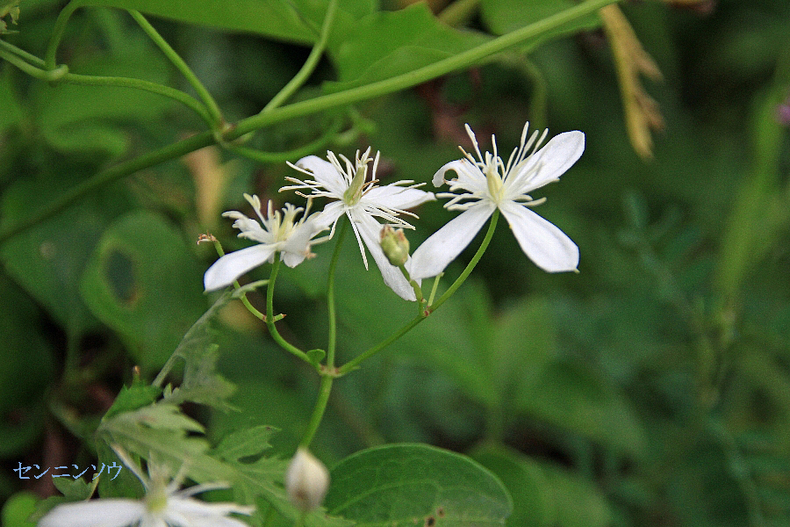 e0077041_1055375.jpg