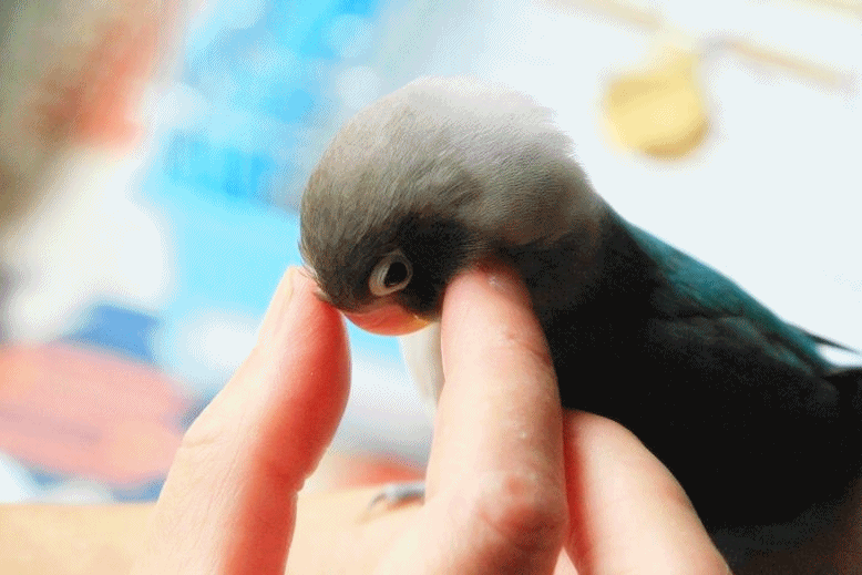 c0145250_11262487.gif
