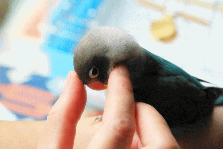 c0145250_1126489.gif
