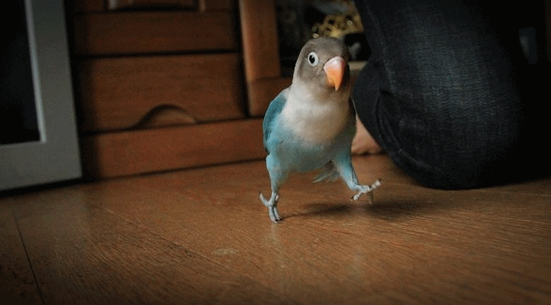 c0145250_5102914.gif