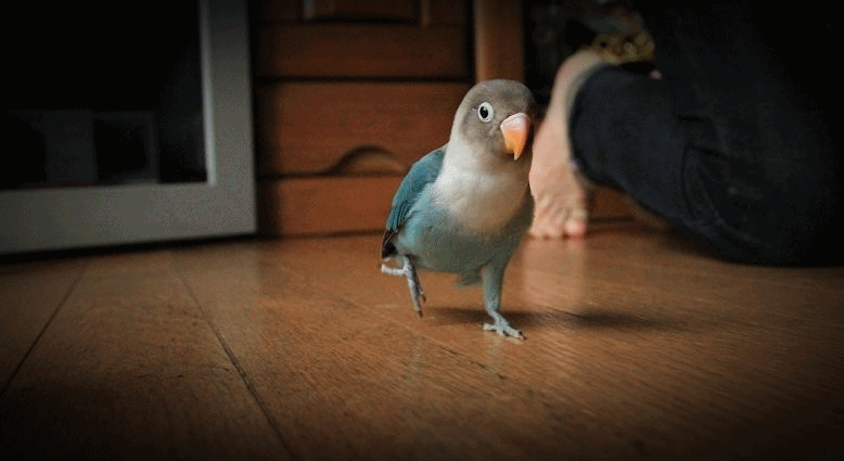 c0145250_58894.gif