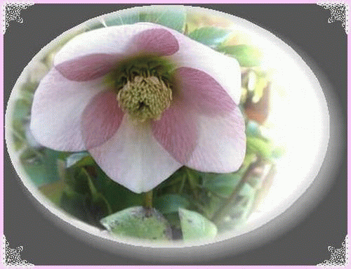 b0133752_20493211.gif