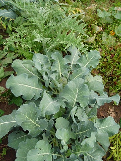 e0004756_20112843.jpg