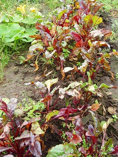 e0004756_20115032.jpg