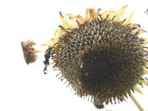 c0057781_1427280.jpg