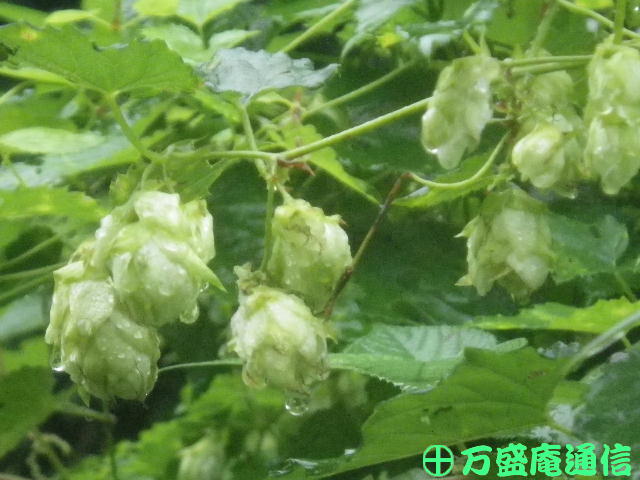 b0172209_8442268.jpg