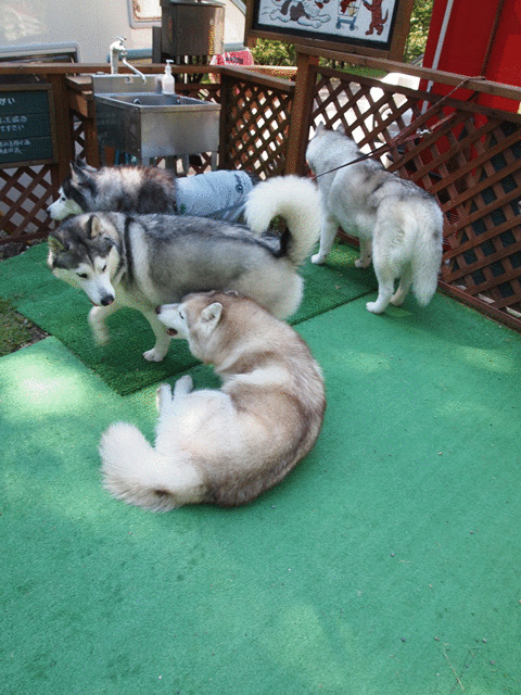 b0207615_18402696.gif