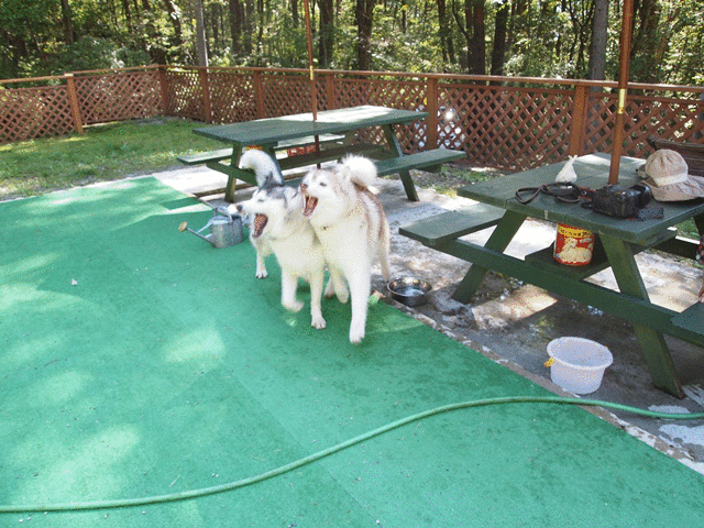 b0207615_18441429.gif