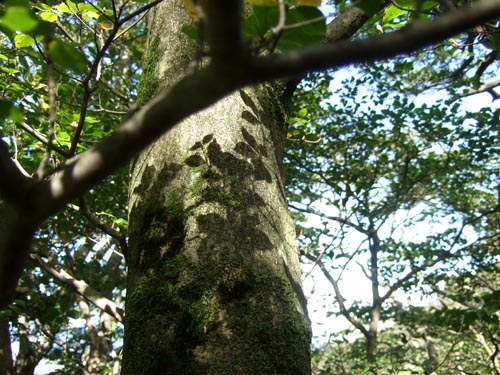 c0011862_91413.jpg