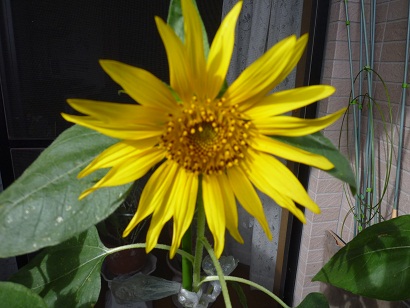 d0004968_1430121.jpg