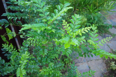 c0056707_204225.jpg