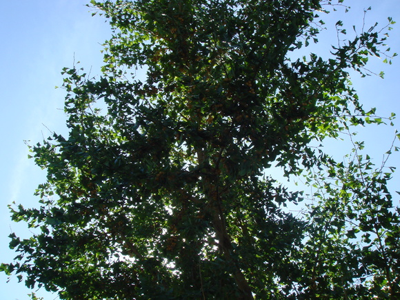 d0237309_21262479.jpg