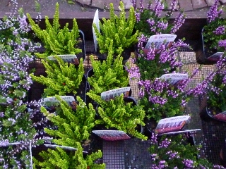 c0167112_18414618.jpg
