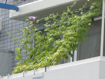 e0205425_1335741.jpg