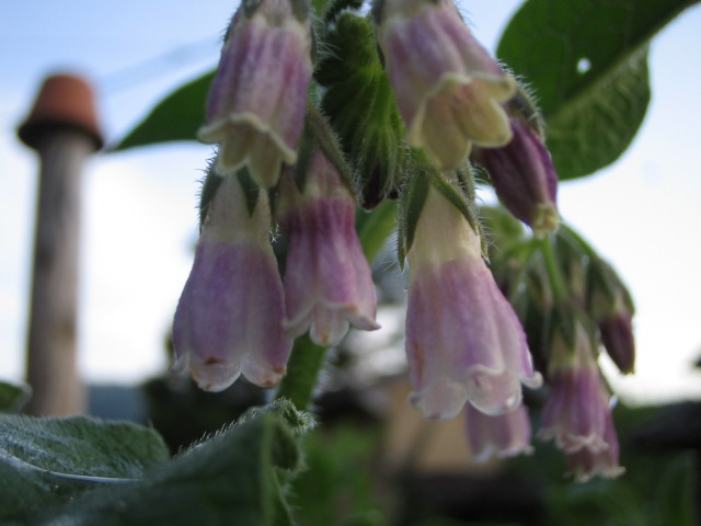 c0156240_1322313.jpg