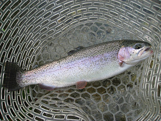 f0065341_9251987.jpg