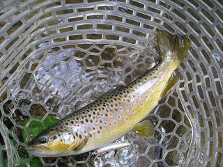 f0065341_928334.jpg