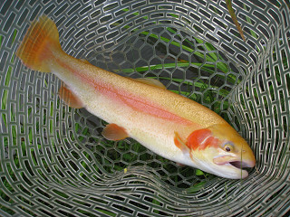 f0065341_9291171.jpg