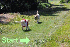 a0142343_1412174.gif