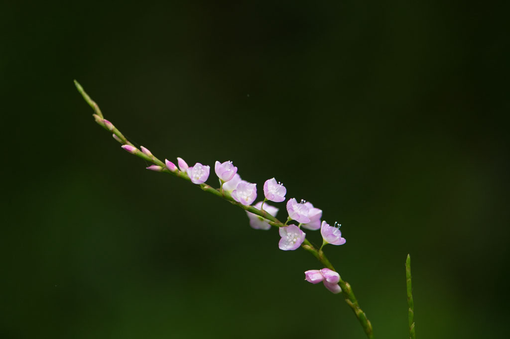 b0023047_522761.jpg