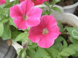 b0133752_2325633.gif