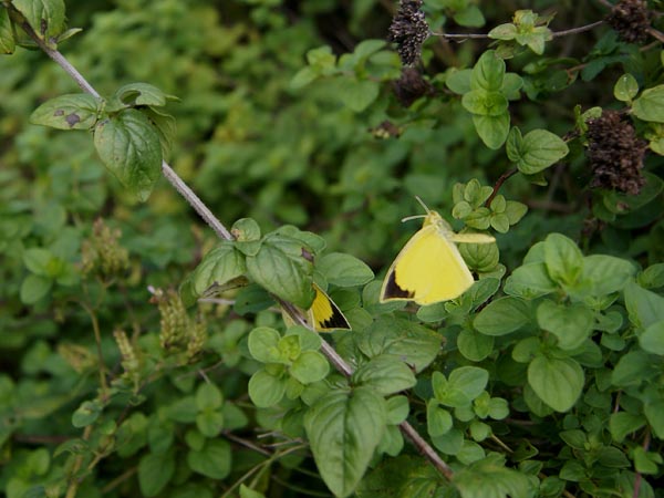 c0045352_21194129.jpg