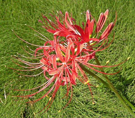 a0001354_2225742.gif