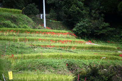 c0152779_1614579.jpg
