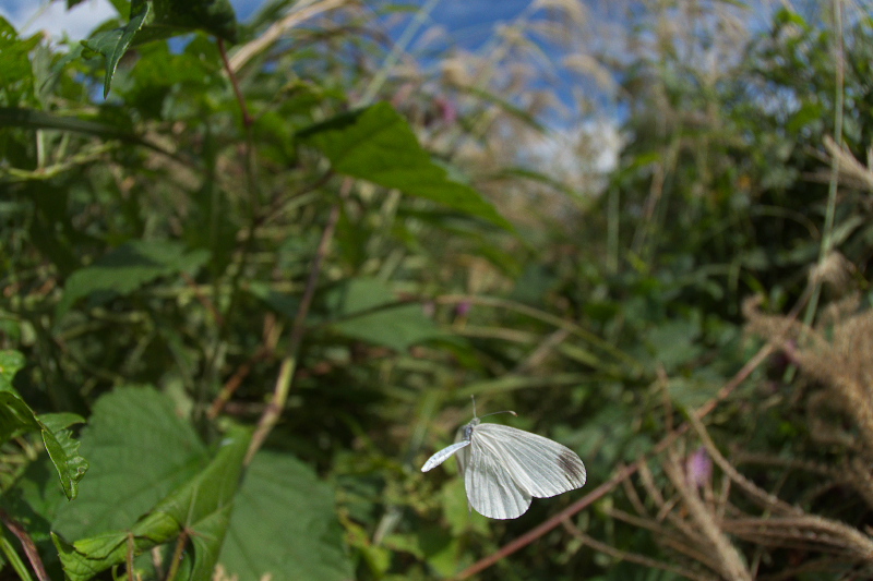 f0090680_22225124.jpg