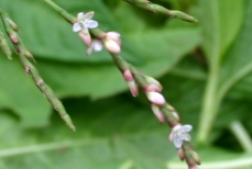 c0057781_23252456.jpg