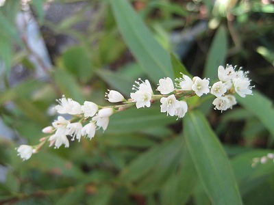 f0139520_20285356.jpg