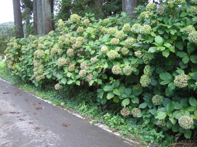 c0156240_21195911.jpg