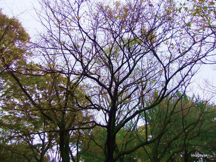 e0206242_1134936.jpg