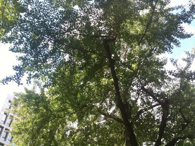 e0126046_9261753.jpg