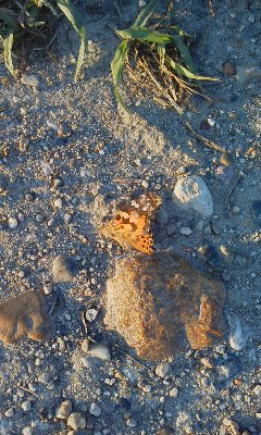 c0100148_20315328.jpg