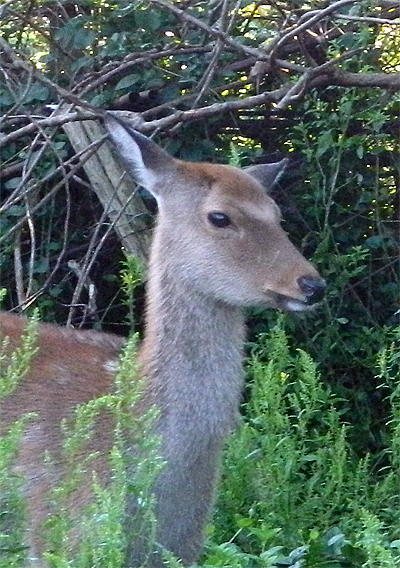 f0214649_9542219.jpg