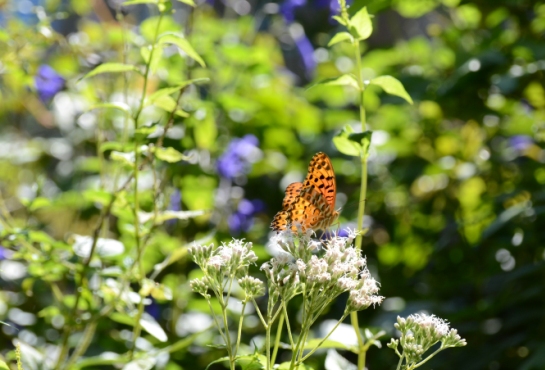 c0186463_1775950.jpg