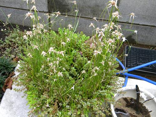 f0138093_10104439.jpg