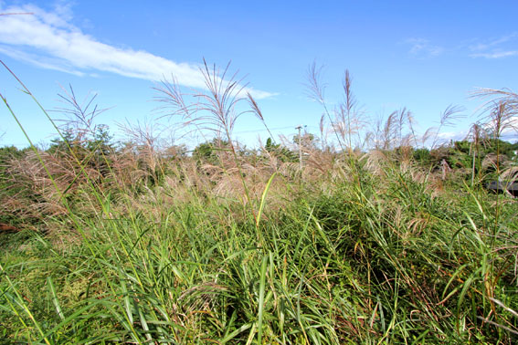 e0054299_9574580.jpg