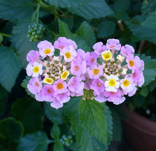 a0031000_11352790.jpg