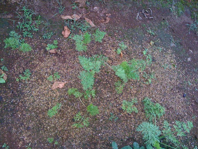c0064706_1529297.jpg