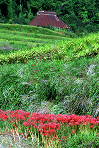 b0014607_15203341.jpg