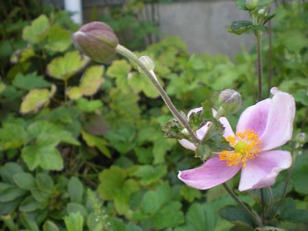 b0061107_102428.jpg
