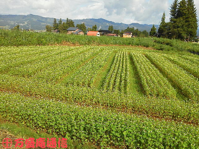 b0172209_954883.jpg