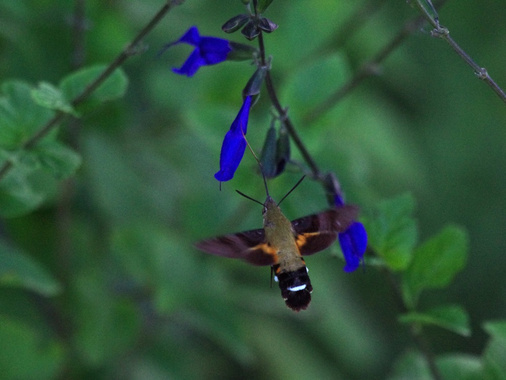 f0160222_15234812.jpg