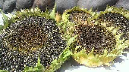 c0144868_1120212.jpg